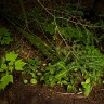 Beaver Trail